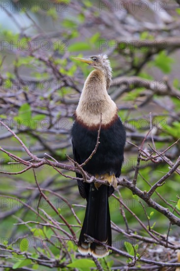 Bird spreading its wings on a branch surrounded by greenery, Darter (Anhinga anhinga), spring, Wakodahatchee Wetlands, Delray Beach, Florida, USA