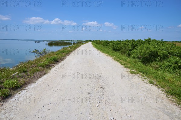 Gravel road along a lake with cloudy sky and green vegetation, Lake Apopka North Shore, Orlando, Florida, USA
