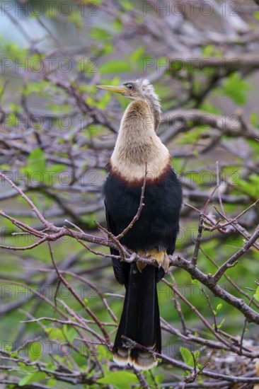 Bird sitting on a branch in a green environment, Darter (Anhinga anhinga), spring, Wakodahatchee Wetlands, Delray Beach, Florida, USA