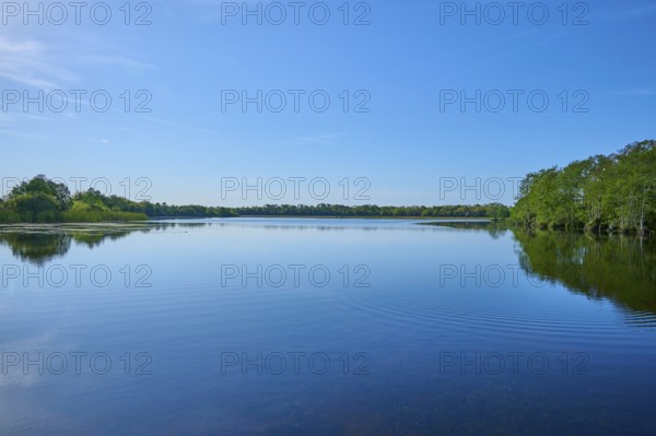 A tranquil lake surrounded by cypress forest under a clear sky, Orlando Wetlands, Christmas, Florida, USA