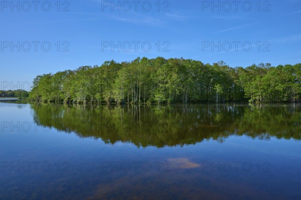 A tranquil lake with cypress trees reflected in the water, Orlando Wetlands, Christmas, Florida, USA