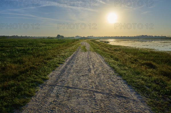 A gravel path with snake tracks leads through a landscape at sunrise, Orlando Wetlands, Christmas, Florida, USA