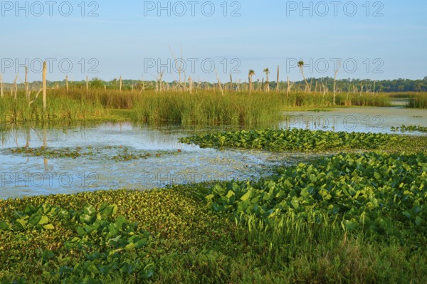 A green marshland with various plants and water, Orlando Wetlands, Christmas, Florida, USA