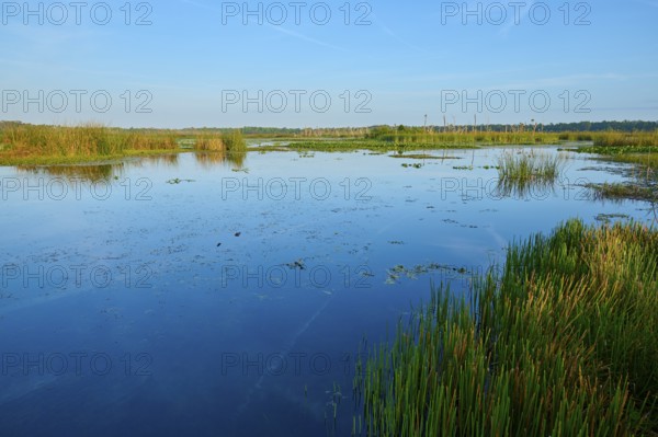 View over a lake with reeds and clear blue sky, Orlando Wetlands, Christmas, Florida, USA