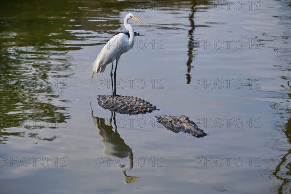 A heron on an alligator in the pond is reflected in the calm water surrounded by natural surroundings, Great Egret (Egretta alba), American Alligator (Alligator mississippiensis), Orlando, Florida, USA