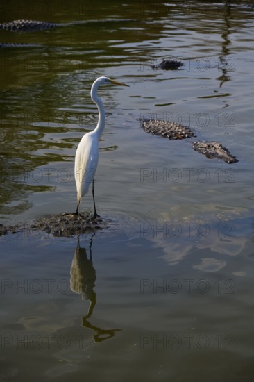 A heron stands on an alligator surrounded by other alligators and is reflected in the water, Great Egret (Egretta alba), American Alligator (Alligator mississippiensis), Orlando, Florida, USA