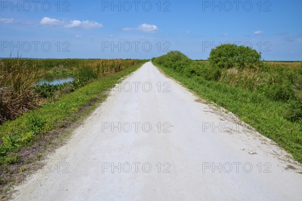 Straight, white gravel path between green vegetation under a clear blue sky, Lake Apopka North Shore, Orlando, Florida, USA