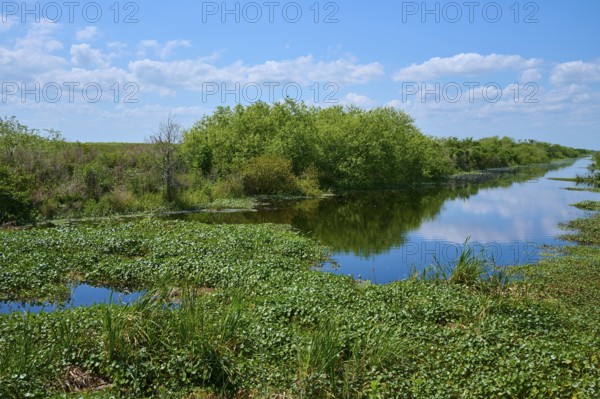 River with green vegetation and trees, blue sky with scattered clouds, Lake Apopka North Shore, Orlando, Florida, USA