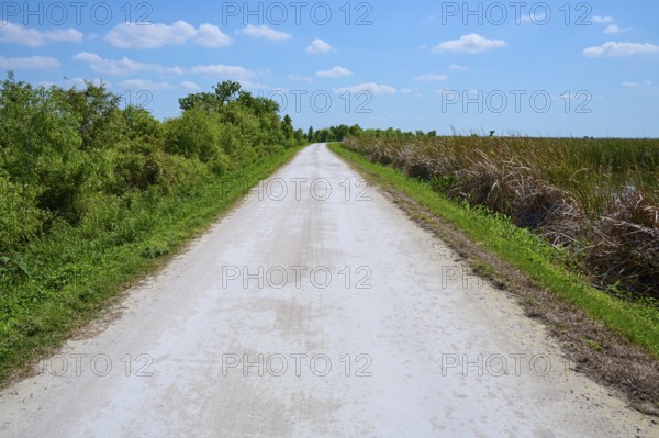 Long gravel road in a rural setting with trees and grass under a blue sky, Lake Apopka North Shore, Orlando, Florida, USA