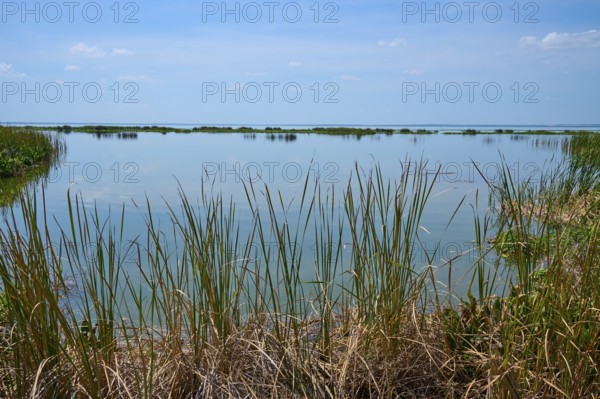 Tall reeds growing on calm water, blue sky and natural surroundings, Lake Apopka North Shore, Orlando, Florida, USA
