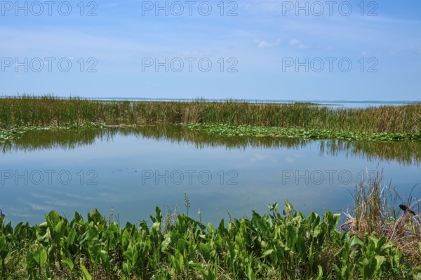 Calm water with surrounding plants and clear blue sky, natural landscape, Lake Apopka North Shore, Orlando, Florida, USA
