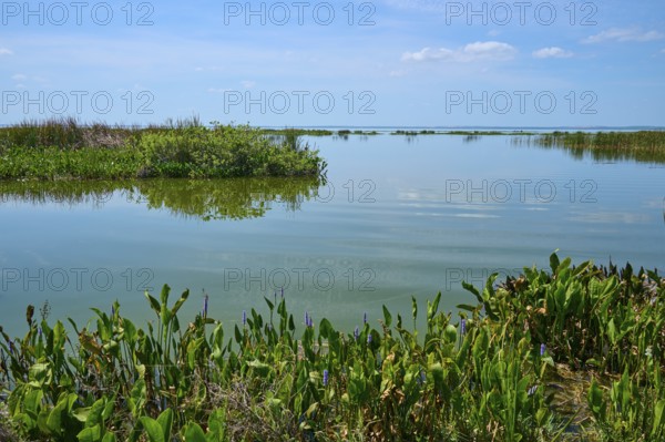 Green plants on the calm water shore, blue sky with loose clouds, peaceful atmosphere, Lake Apopka North Shore, Orlando, Florida, USA