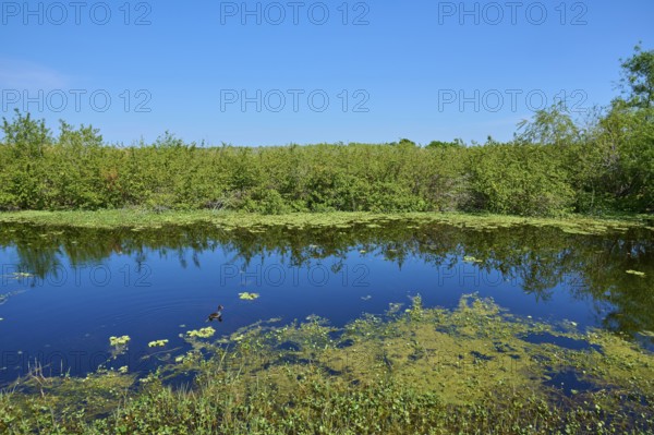 Small pond surrounded by lush vegetation, clear water surface reflects sky, Lake Apopka North Shore, Orlando, Florida, USA