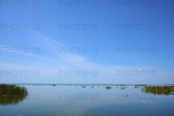 Horizontal image with clear sky, calm water and scattered vegetation, Lake Apopka North Shore, Orlando, Florida, USA