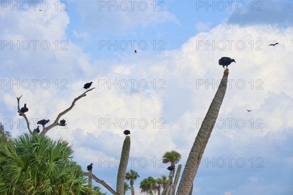 Turkey Vulture (Cathartes aura), sitting on palm trees against a background of blue sky and clouds, Orlando Wetlands, Christmas, Florida, USA