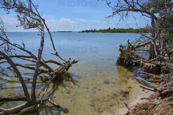 Coastal landscape with clear water and bare branches, harmonious and calm, Haulover Canal, Merritt Island National Wildlife Refuge, Mims, Florida, USA