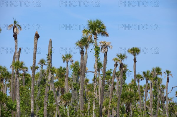 Tall palm trees against a clear blue sky in a tropical setting, Orlando Wetlands, Christmas, Florida, USA