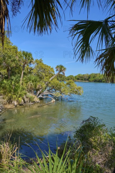 Lush trees on the banks of a clear river under a blue sky, Haulover Canal, Merritt Island National Wildlife Refuge, Mims, Florida, USA