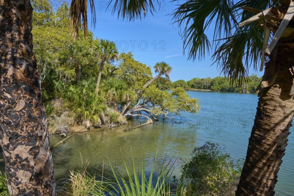 Palm trees in the foreground and clear water with lush vegetation, Haulover Canal, Merritt Island National Wildlife Refuge, Mims, Florida, USA