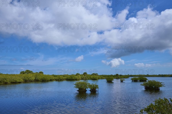 Clear water in the swamp under a blue sky with few clouds, Black Point Wildlife Drive, Titusville, Florida, USA