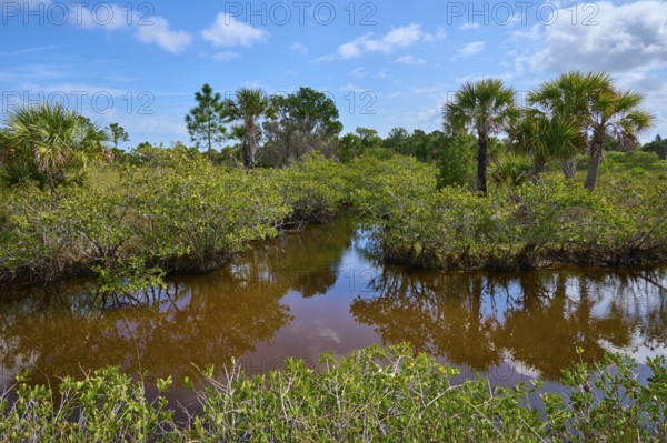 Tranquil swamp with trees and clear skies, Black Point Wildlife Drive, Titusville, Florida, USA