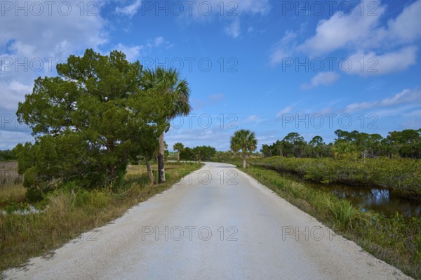 Sandy path lined with trees, under blue sky with few clouds, Black Point Wildlife Drive, Titusville, Florida, USA