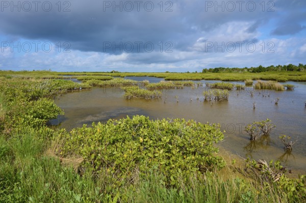 Green vegetation in the swamp under partly cloudy skies, Black Point Wildlife Drive, Titusville, Florida, USA