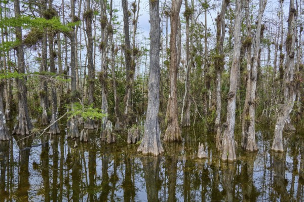 Calm water with reflection of cypress trees under grey sky in a swamp, Big Cypress National Preserve, Florida, USA
