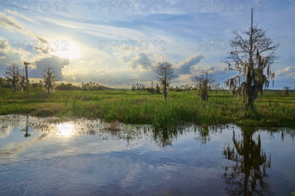 Nature with sunset over a swamp, reflection in the water, clouds in the sky, Orlando Wetlands, Christmas, Florida, USA