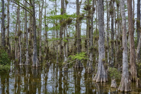 Tall, slender cypress trees in the water under a cloudy sky, surrounded by dense vegetation, Big Cypress National Preserve, Florida, USA
