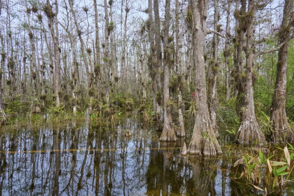 Flooded area with dense, moss-covered cypress trees in the swamp, Big Cypress National Preserve, Florida, USA