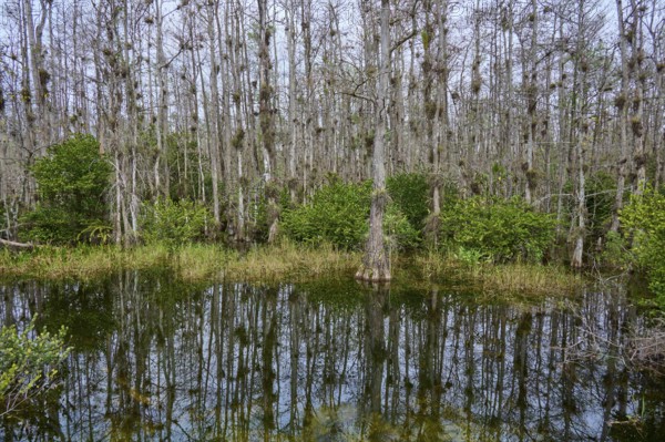 Water with reflection of bald cypress trees against an overcast sky in a marsh, Big Cypress National Preserve, Florida, USA