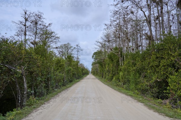A lonely road between densely overgrown trees under a cloudy sky, Loop Rd Big Cypress National Preserve, Big Cypress National Preserve, Florida, USA