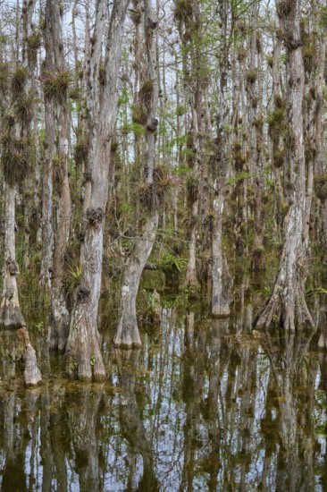 Dense forest with reflective cypress trees and some vegetation on marshy water, Big Cypress National Preserve, Florida, USA