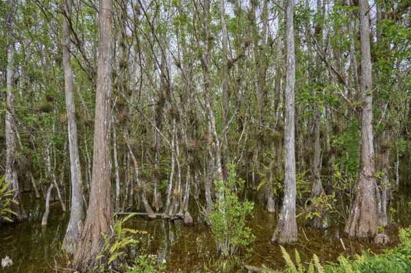 Dense forest with tall cypress trees and swampy ground, partly flooded, Big Cypress National Preserve, Florida, USA