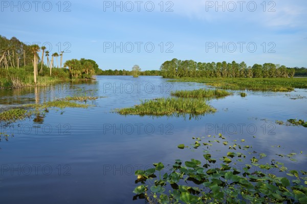 Lakescape with grassy shores and trees, calm water and blue sky, Orlando Wetlands, Christmas, Florida, USA