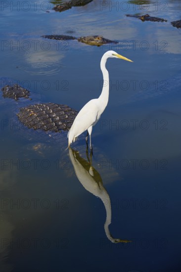 Great Egret (Egretta alba), with an American Alligator (Alligator mississippiensis), in the water reflecting the blue sky, Orlando, Florida, USA