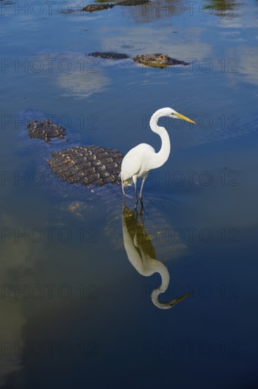 Great Egret (Egretta alba), standing in calm water while an American Alligator (Alligator mississippiensis) swims close by, Orlando, Florida, USA
