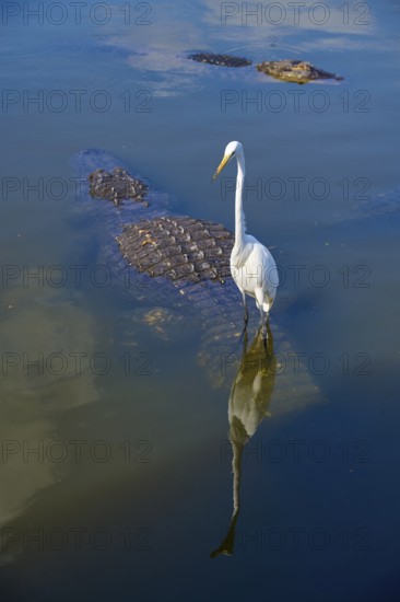 Great White Egret (Egretta alba), next to an American Alligator (Alligator mississippiensis), in the water reflecting the blue sky, Orlando, Florida, USA