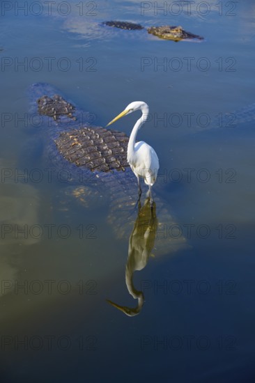A white egret (Egretta alba), standing calmly next to a swimming American alligator (Alligator mississippiensis), in the water with reflecting sky, Orlando, Florida, USA