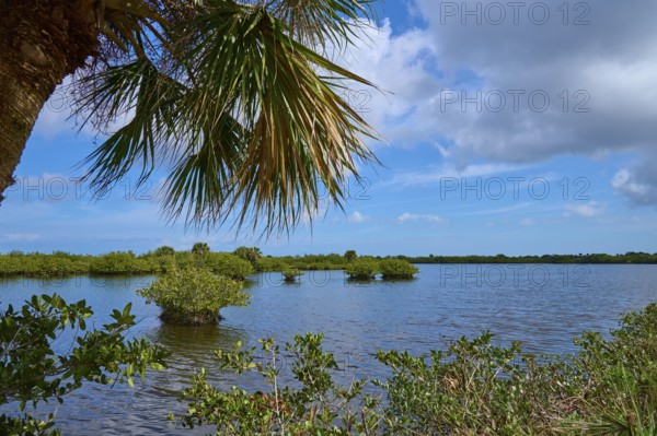 A lake with palm trees and lush vegetation under a blue sky, Black Point Wildlife Drive, Titusville, Florida, USA