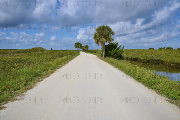 Straight white road with palm trees in a green landscape under a slightly cloudy sky, Black Point Wildlife Drive, Titusville, Florida, USA