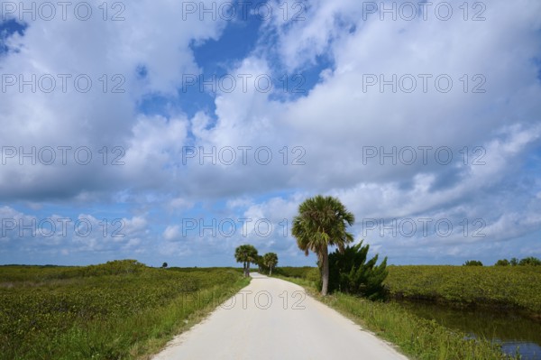 Long white road with palm trees, lined with green fields under a blue sky with clouds, Black Point Wildlife Drive, Titusville, Florida, USA