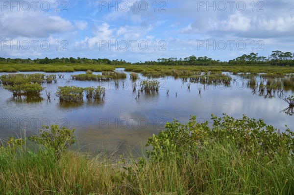 Tranquil marshland with water, plants and blue sky, Black Point Wildlife Drive, Titusville, Florida, USA