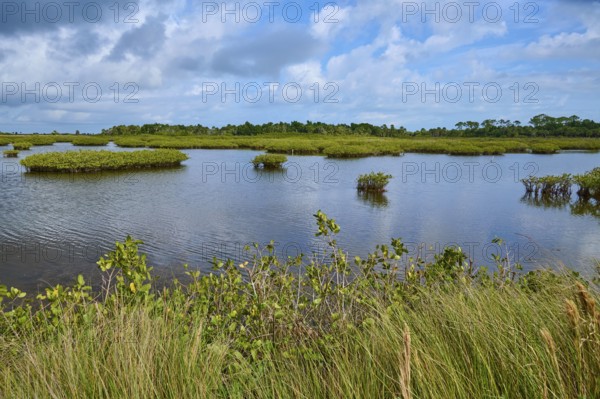 Expansive marshland with clear skies and green vegetation, Black Point Wildlife Drive, Titusville, Florida, USA