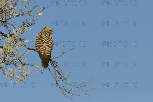 Rock kestrel (Falco rupicolus), sitting on a tree branch, on the lookout, Kgalagadi Transfrontier Park, Northern Cape, South Africa