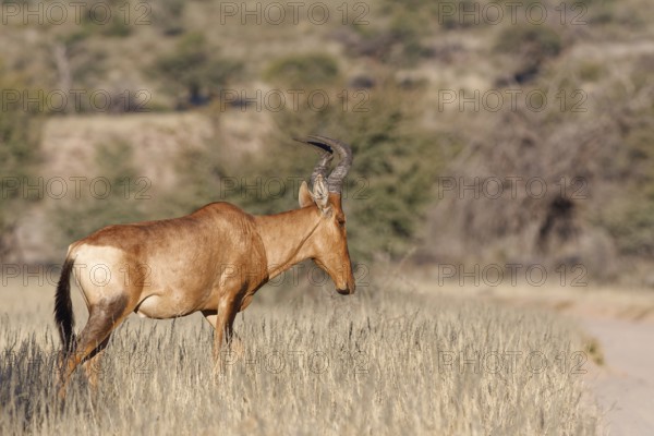 Red hartebeest (Alcelaphus buselaphus caama), adult male walking in tall dry grass, Kgalagadi Transfrontier Park, Northern Cape, South Africa