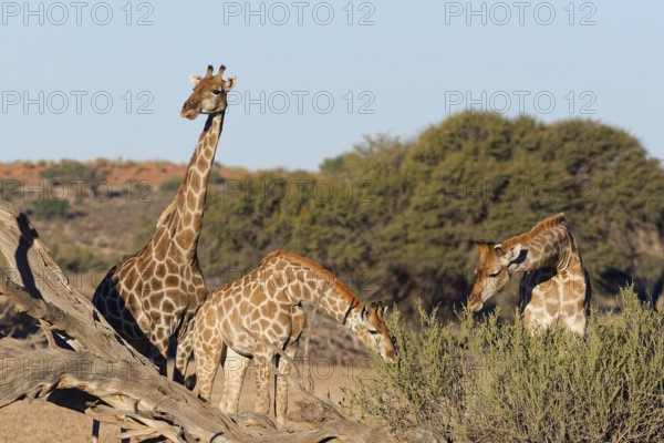 South African giraffes (Giraffa camelopardalis giraffa), adult female with young feeding on leaves, Kgalagadi Transfrontier Park, Northern Cape, South Africa