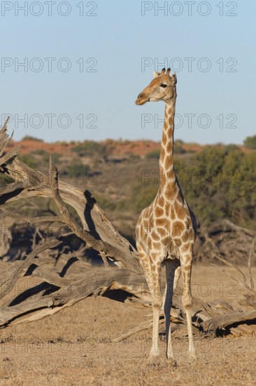 South African giraffe (Giraffa camelopardalis giraffa), adult, animal portrait, evening light, Kgalagadi Transfrontier Park, Northern Cape, South Africa