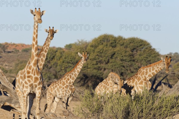 South African giraffes (Giraffa camelopardalis giraffa), two adults with young feeding on leaves, Kgalagadi Transfrontier Park, Northern Cape, South Africa